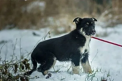 Czuna, 3 miesięczna, nieśmiała sunia SZCZENIAK do 