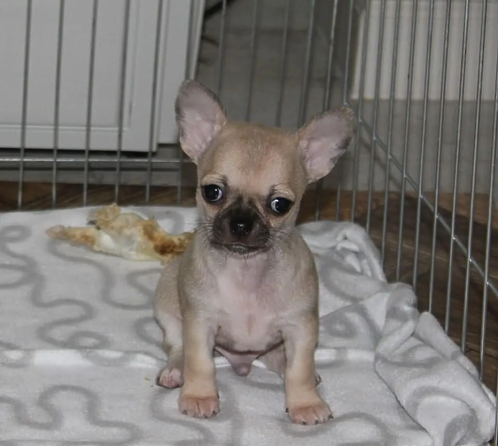 Piękny piesek wystawowy chihuahua po X-Sweet Cooki