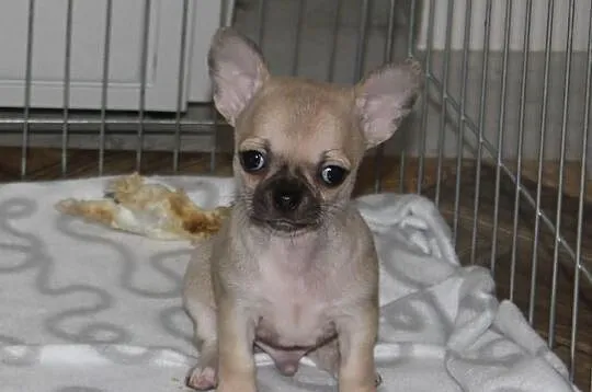 Piękny piesek wystawowy chihuahua po X-Sweet Cooki
