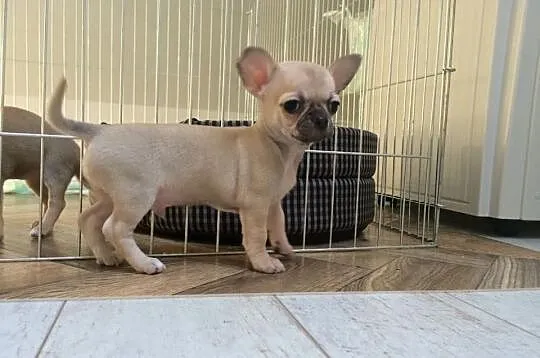 Piękny piesek wystawowy chihuahua po X-Sweet Cooki