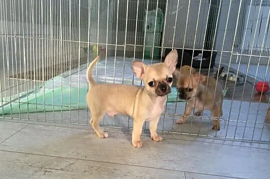 Piękny piesek wystawowy chihuahua po X-Sweet Cooki