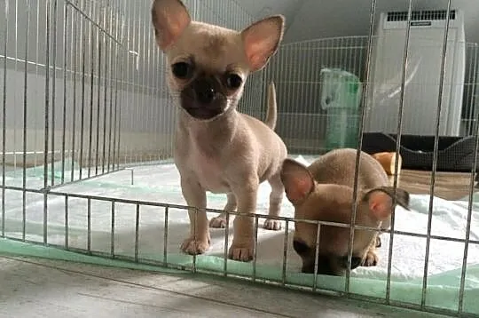 Piękny piesek wystawowy chihuahua po X-Sweet Cooki