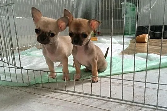 Piękny piesek wystawowy chihuahua po X-Sweet Cooki