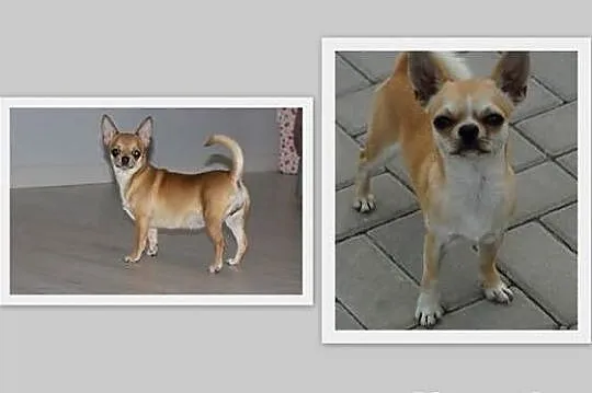 Piękny piesek wystawowy chihuahua po X-Sweet Cooki
