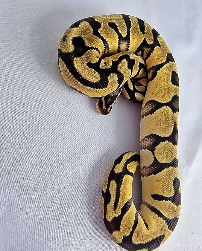 Pyton królewski python regius samica, Dolnośląskie, Wrocław