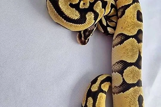 Pyton królewski python regius samica, Dolnośląskie, Wrocław