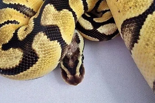 Pyton królewski python regius samica, Dolnośląskie, Wrocław