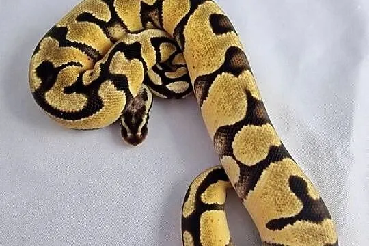 Pyton królewski python regius samica, Dolnośląskie, Wrocław