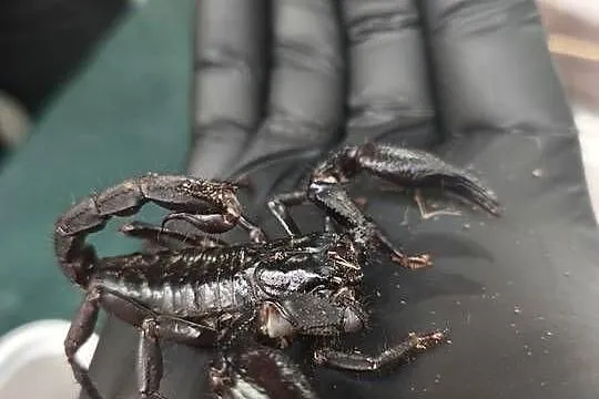 SKORPION HETEROMETRUS PETERSII / SILENUS –  ZDROWY OKAZ