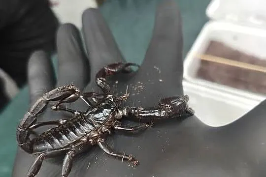 SKORPION HETEROMETRUS PETERSII / SILENUS –  ZDROWY OKAZ, Dolnośląskie, Wałbrzych