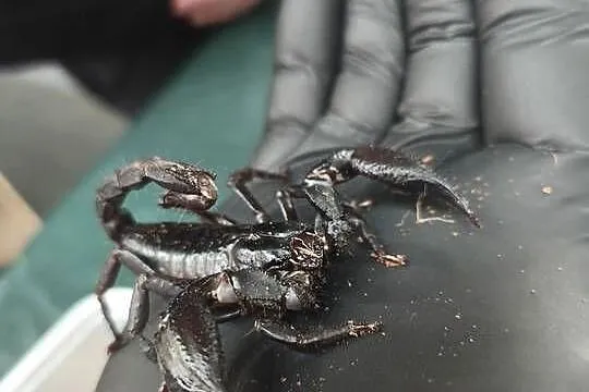 SKORPION HETEROMETRUS PETERSII / SILENUS –  ZDROWY OKAZ, Dolnośląskie, Wałbrzych
