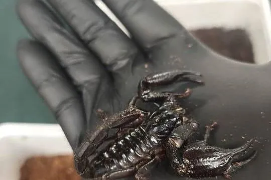 SKORPION HETEROMETRUS PETERSII / SILENUS –  ZDROWY OKAZ, Dolnośląskie, Wałbrzych