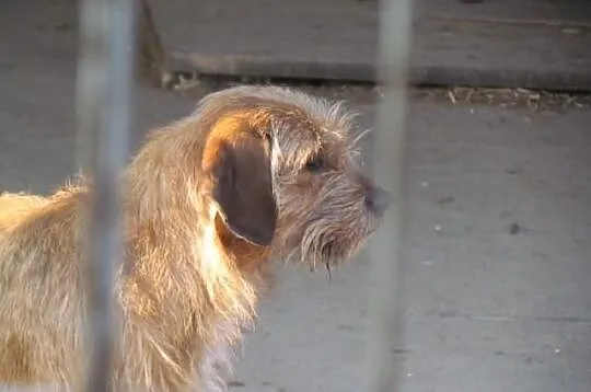 Fred - średni kundelek. Adopcja