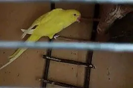 Sprzedam parę aleksandret