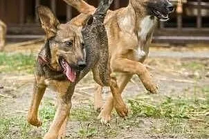 SURI - roczna sunia wyrzucona w lesie do adopcji, 