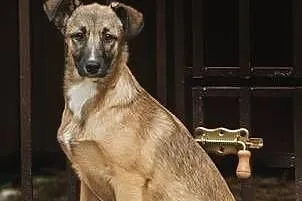 SURI - roczna sunia wyrzucona w lesie do adopcji, 