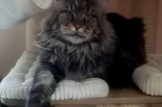 Kocur Maine Coon