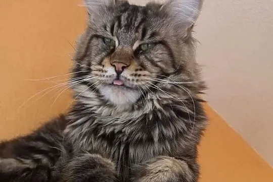 Kocur Maine Coon, Dolnośląskie, Wrocław
