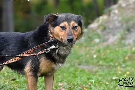 Reks- Bezproblemowy psiak dla rodzin,  Kundelki cała Polska
