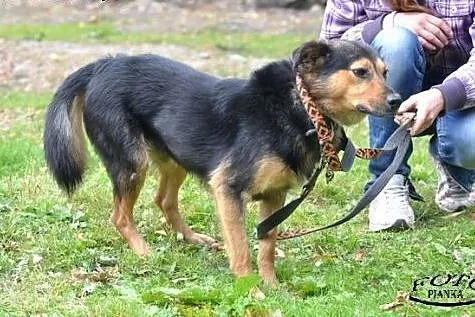 Reks- Bezproblemowy psiak dla rodzin,  Kundelki ca
