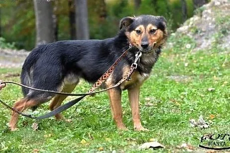 Reks- Bezproblemowy psiak dla rodzin,  Kundelki ca
