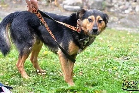 Reks- Bezproblemowy psiak dla rodzin,  Kundelki ca