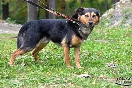 Reks- Bezproblemowy psiak dla rodzin,  Kundelki ca