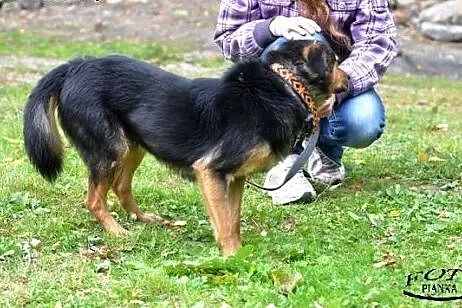 Reks- Bezproblemowy psiak dla rodzin,  Kundelki ca