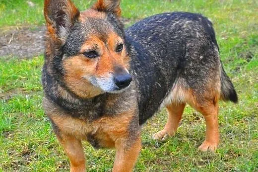 LUSI - mała 6 letnia spokojna sunia szuka domu,  m