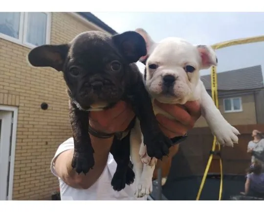 Buldoga francuskiego Szczenięta czekają na nowe, kochające domy., Łódzkie, Pabianice