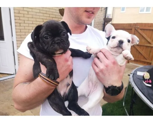Buldoga francuskiego Szczenięta czekają na nowe, kochające domy., Łódzkie, Pabianice