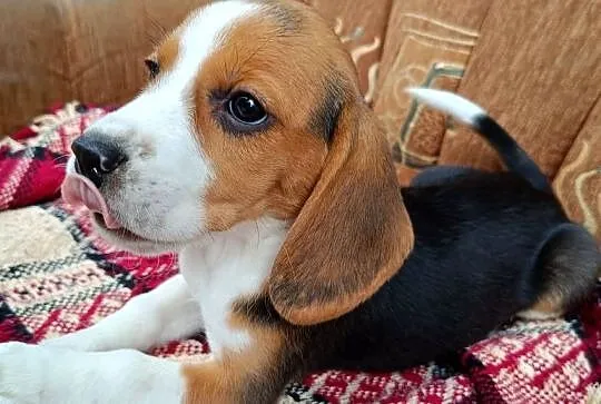 Suczka Beagle czystej rasy