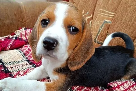 Suczka Beagle czystej rasy, Podkarpackie, Otałęż