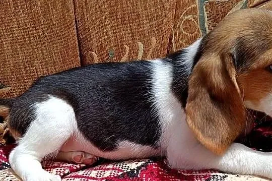 Suczka Beagle czystej rasy, Podkarpackie, Otałęż