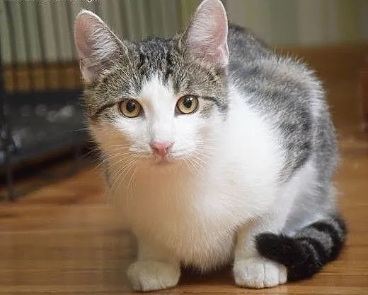 Przepiękny kocurek do adopcji , śląskie Gliwice