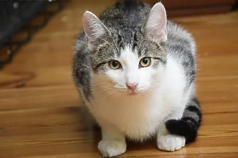 Przepiękny kocurek do adopcji ,  śląskie Gliwice
