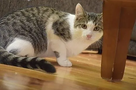 Przepiękny kocurek do adopcji ,  śląskie Gliwice
