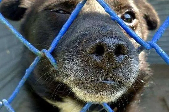 Zgryzek to najmniejszy psiak w przytulisku - błaga o ratunek! Cudny, wesoły maluch!
