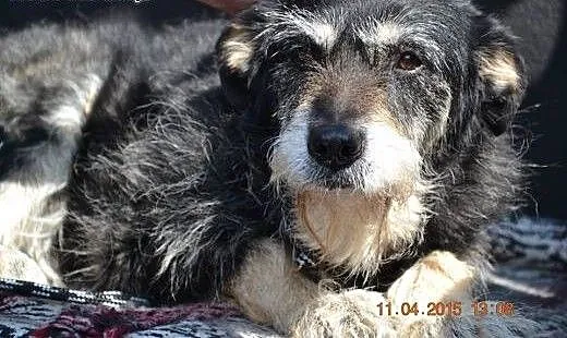 BAJECZKA łagodna sunia czeka na dom z bajki , opo