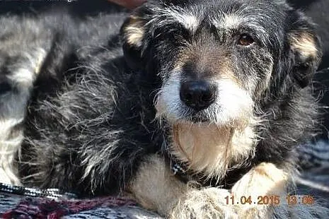 BAJECZKA łagodna sunia czeka na dom z bajki ,  opo