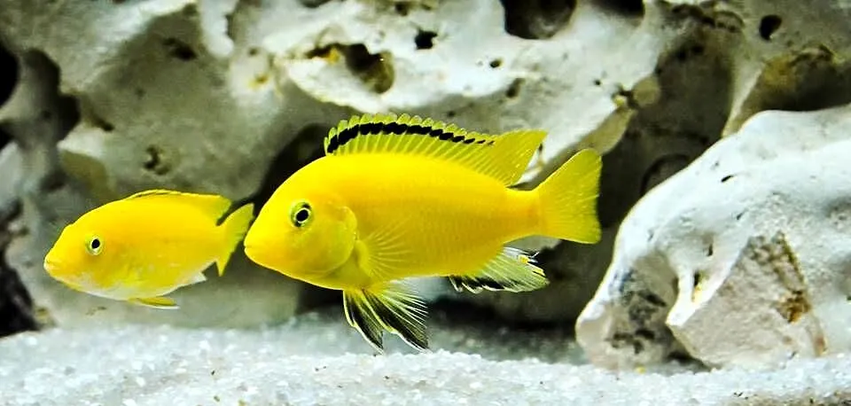 Pyszczaki, Labidochromis Caerules,, Warmińsko-mazurskie, Olsztyn