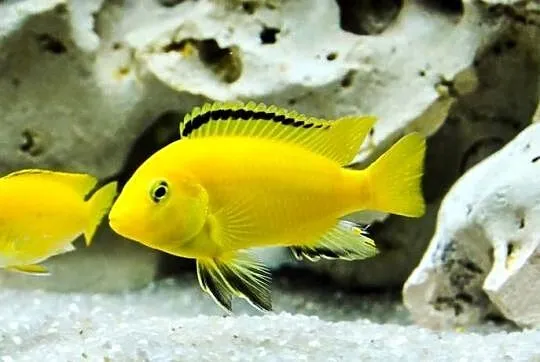 Pyszczaki, Labidochromis Caerules,, Warmińsko-mazurskie, Olsztyn