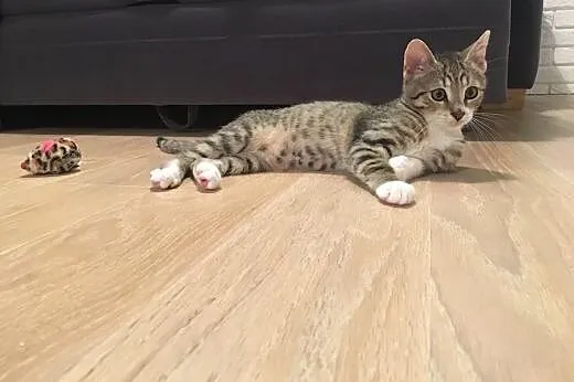 OLAF- kto pokocha malutkiego , puchatego kocurka?,