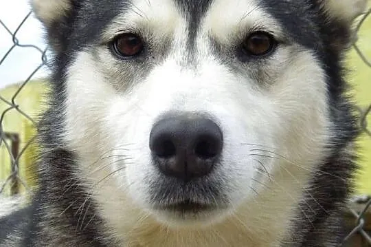 Suzi- przekochana sunia husky o wilczym umaszczeni