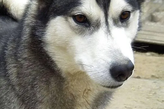 Suzi- przekochana sunia husky o wilczym umaszczeni