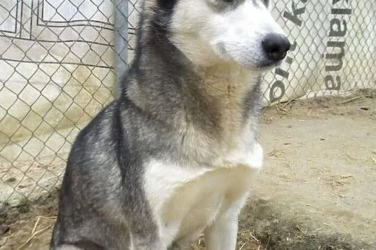 Suzi- przekochana sunia husky o wilczym umaszczeni