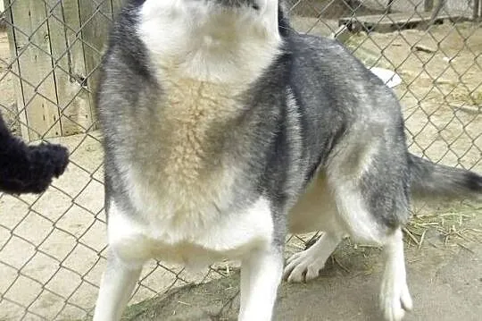 Suzi- przekochana sunia husky o wilczym umaszczeni