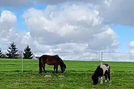 Młoda klacz kuca