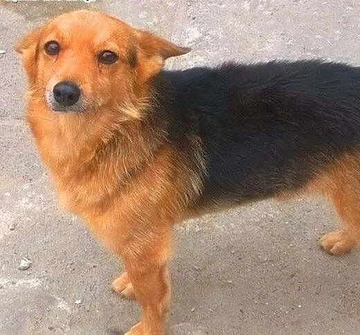 LAKI - mały piesek ze złamaną szczęką do adopcji,