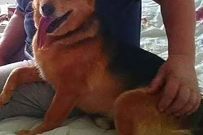 LAKI - mały piesek ze złamaną szczęką do adopcji, 